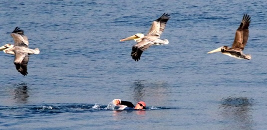 man swimming with pelicans